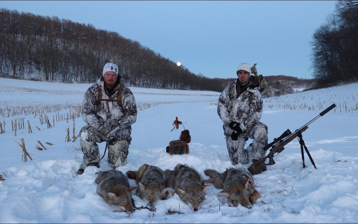 猎狼人在一个地方召唤了5只狼(威斯康星州西南部)