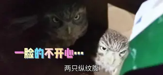 下载视频: 下班后的忙碌，去济宁接两只可爱的小猫头鹰～