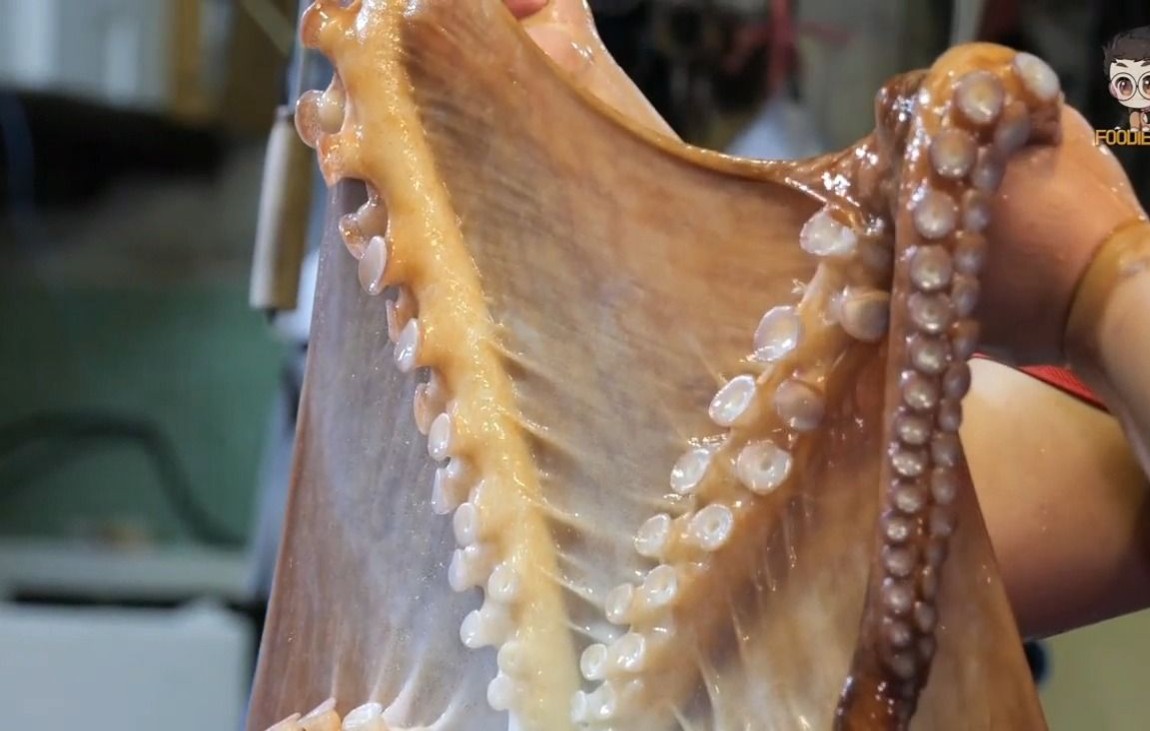 看韩国人如何分割40斤巨型章鱼王!