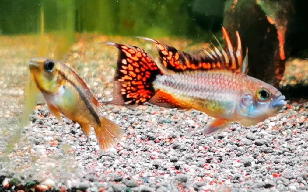 南美短鲷 超红凤尾短鲷 求偶舞_哔哩哔哩_bilibili