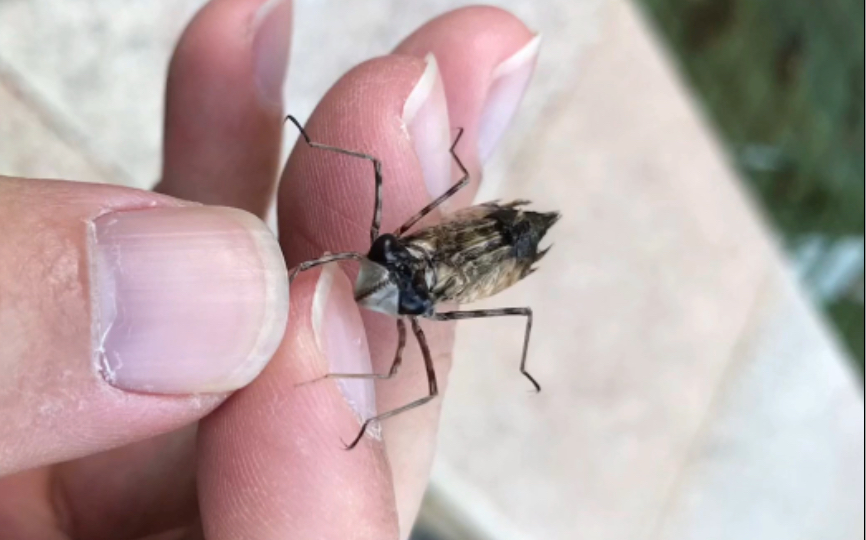 活动作品水虿又叫水蝎子长大了就是蜻蜓