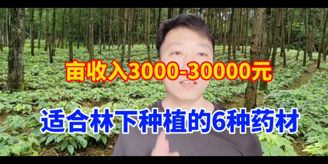 6种适合林下的药材,亩收益300030000元,一份投入两份收益哔哩哔哩bilibili