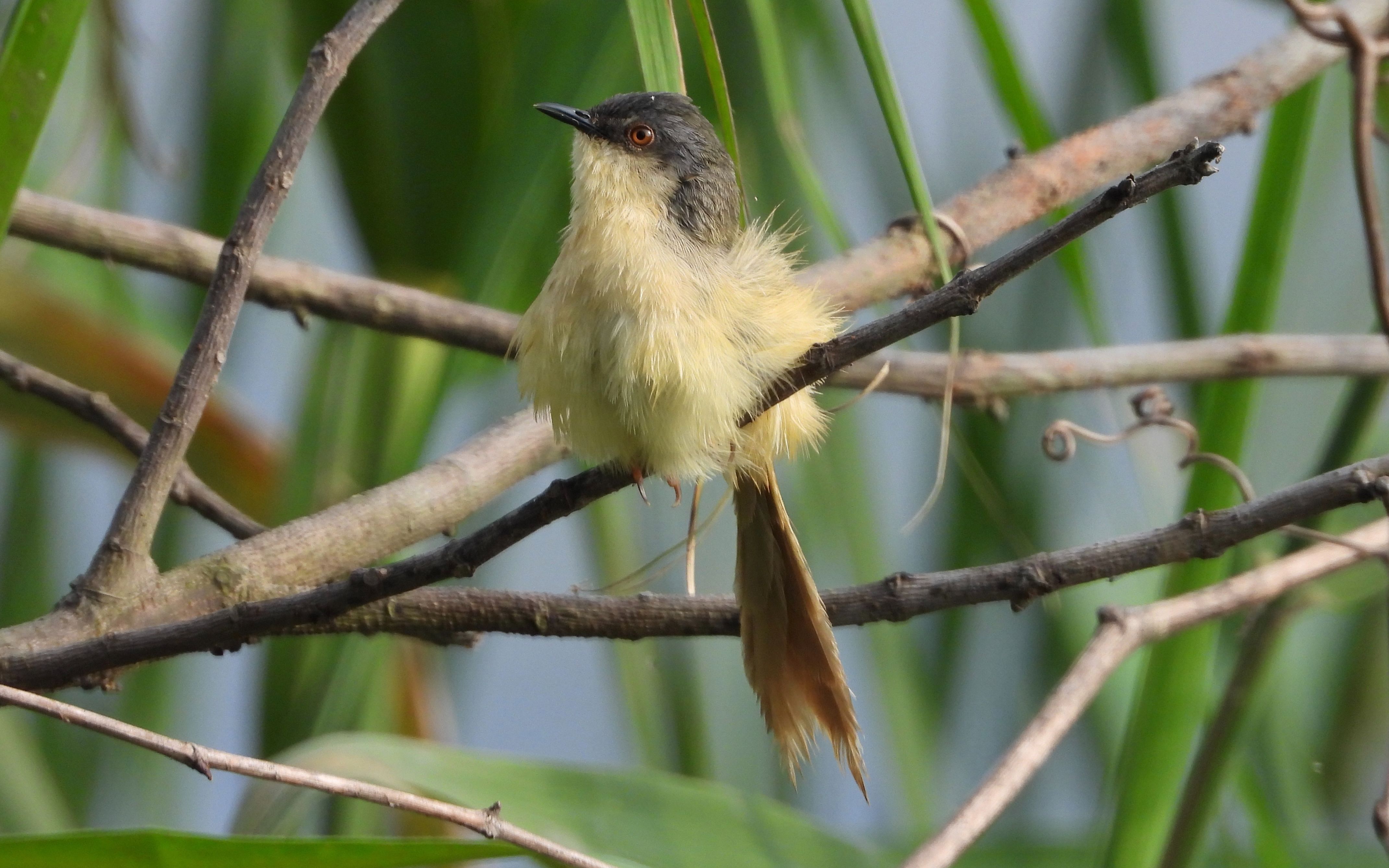 炸毛的黄腹山鹪莺