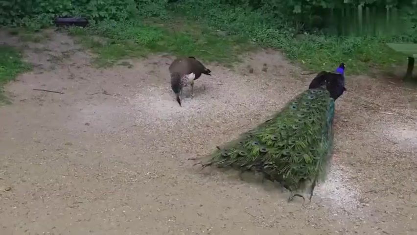 雄孔雀看见一只雌孔雀,赶紧跑上去打开尾巴,可惜人家根本不看挖图志哔哩哔哩bilibili