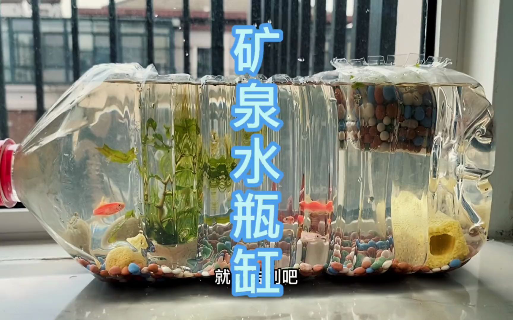 大矿泉水瓶做鱼缸图片