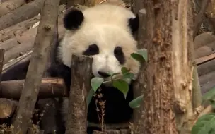 Скачать видео: 熊猫花花：我喜欢这样看着你~