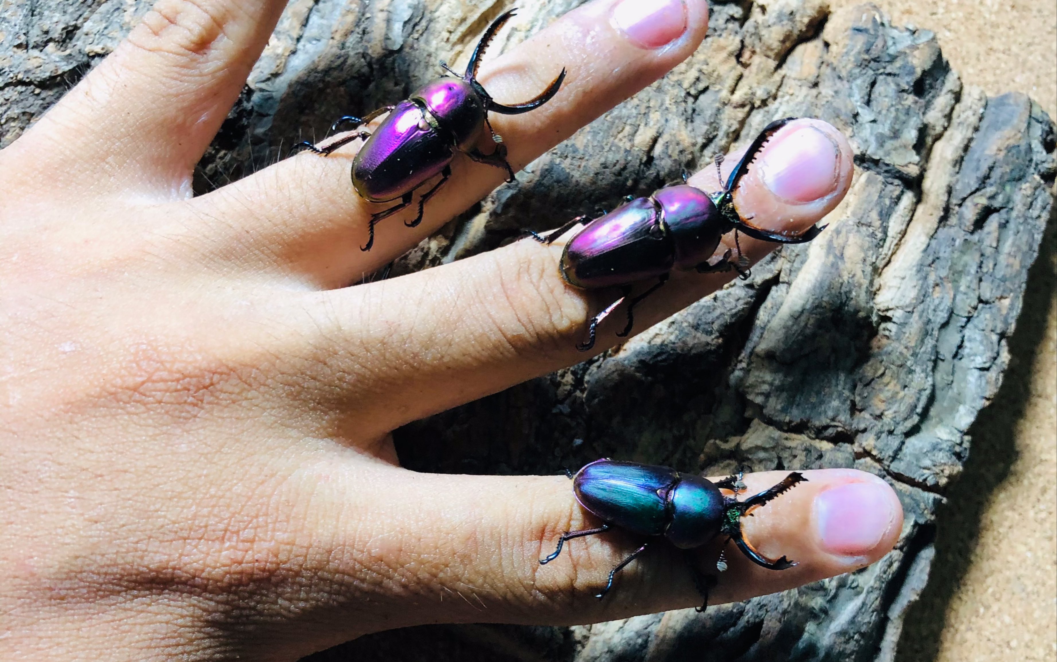 甲虫中的七彩宝石一一印尼金锹_哔哩哔哩_bilibili