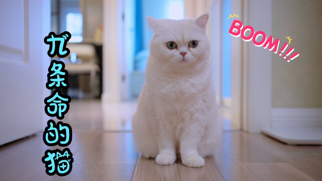 地震来了,小猫咪却骗主人自己有九条命