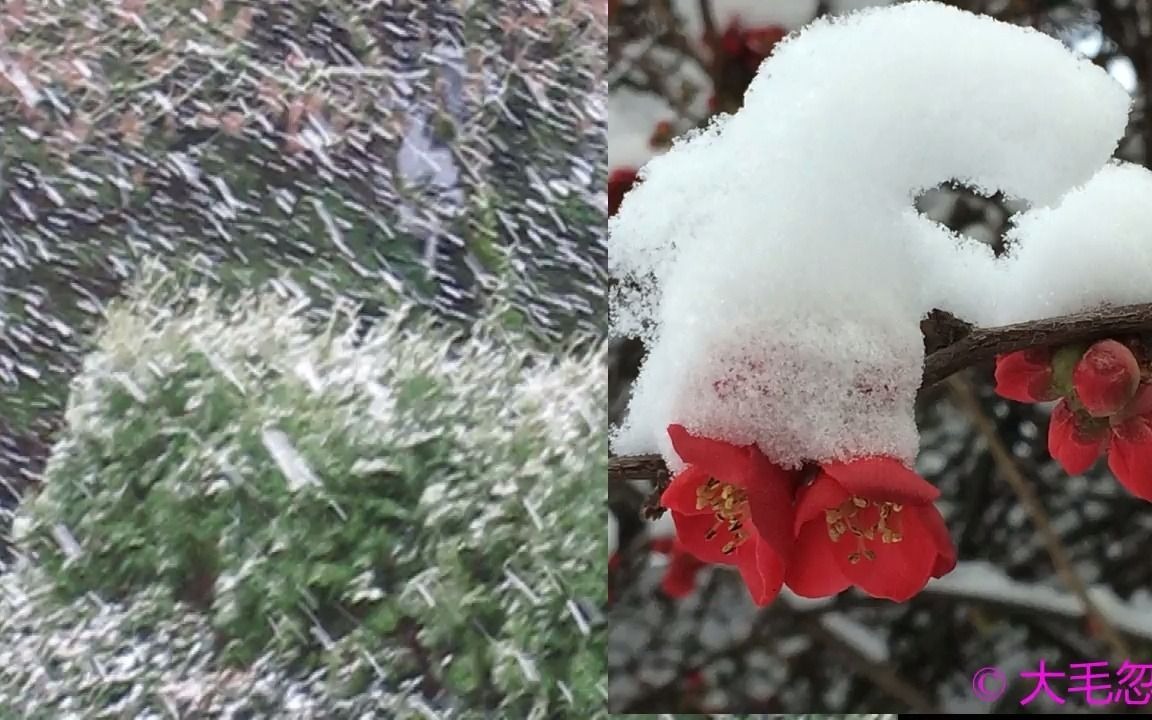 窗含西岭千秋雪哔哩哔哩bilibili