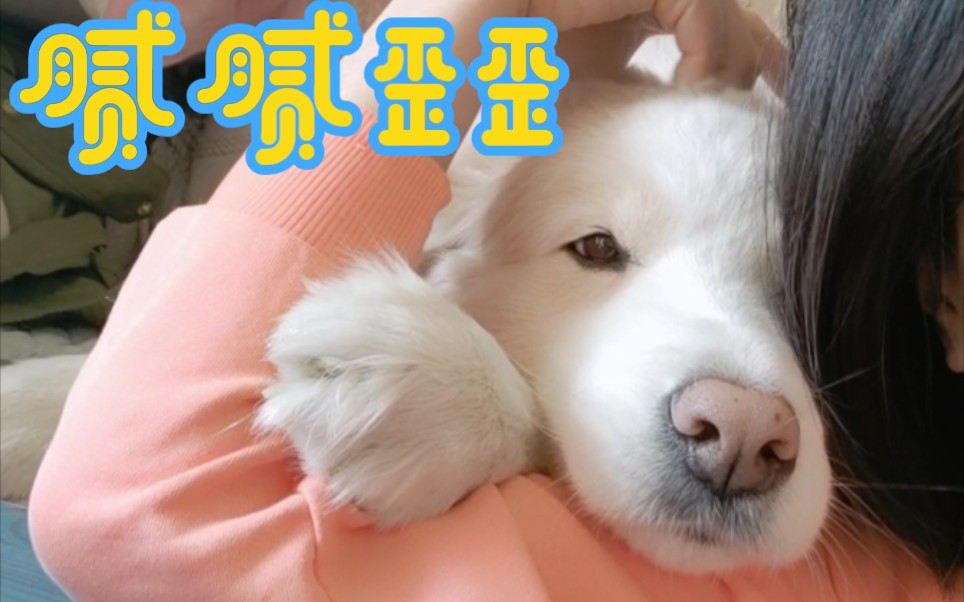 活动作品边牧腻腻歪歪黏黏糊糊小朵拉