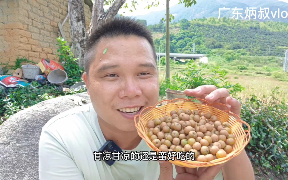 农村野生油甘果虽然很小,但是味道甘凉,熟透都没人摘!你吃过吗哔哩哔哩bilibili