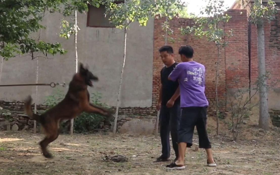 一条非常忠诚的马犬,不准陌生人靠近主人,一旦靠近直接下嘴咬!哔哩哔哩bilibili