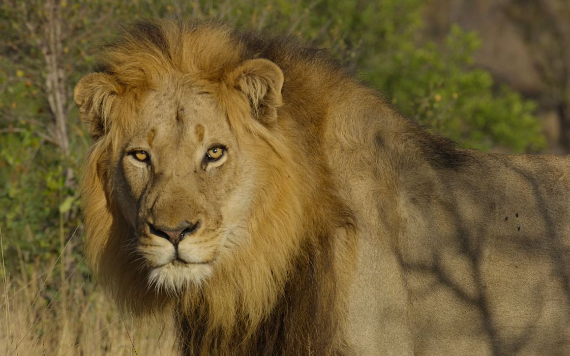 4k高清2只漂亮而干净的非洲雄狮