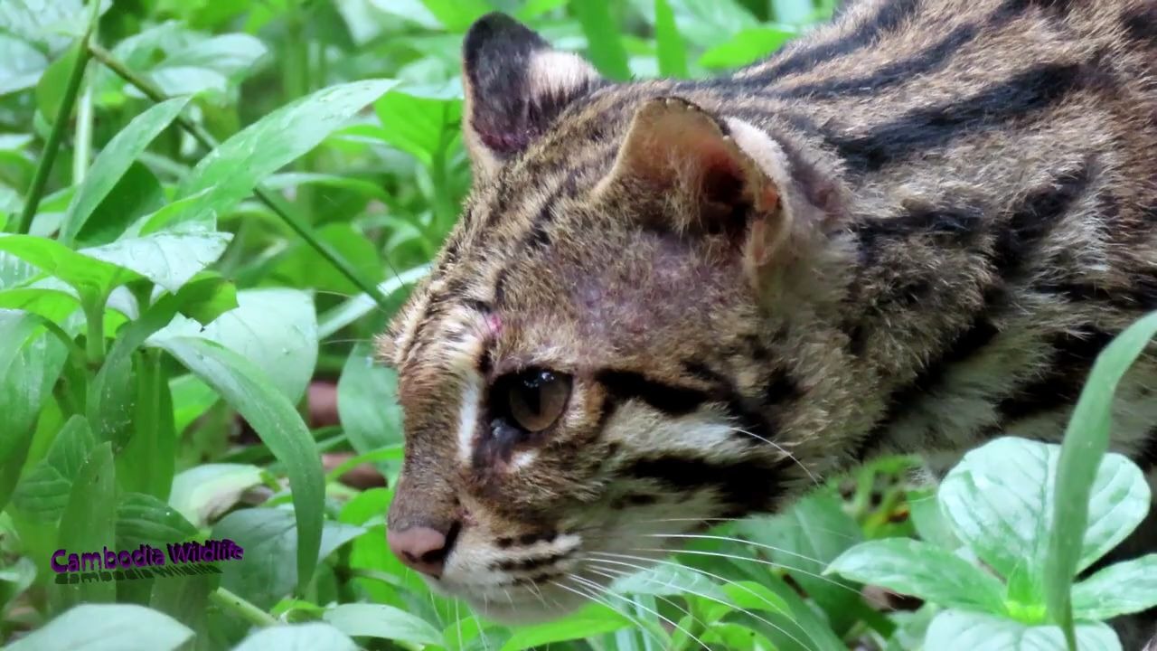 柬埔寨野生豹猫