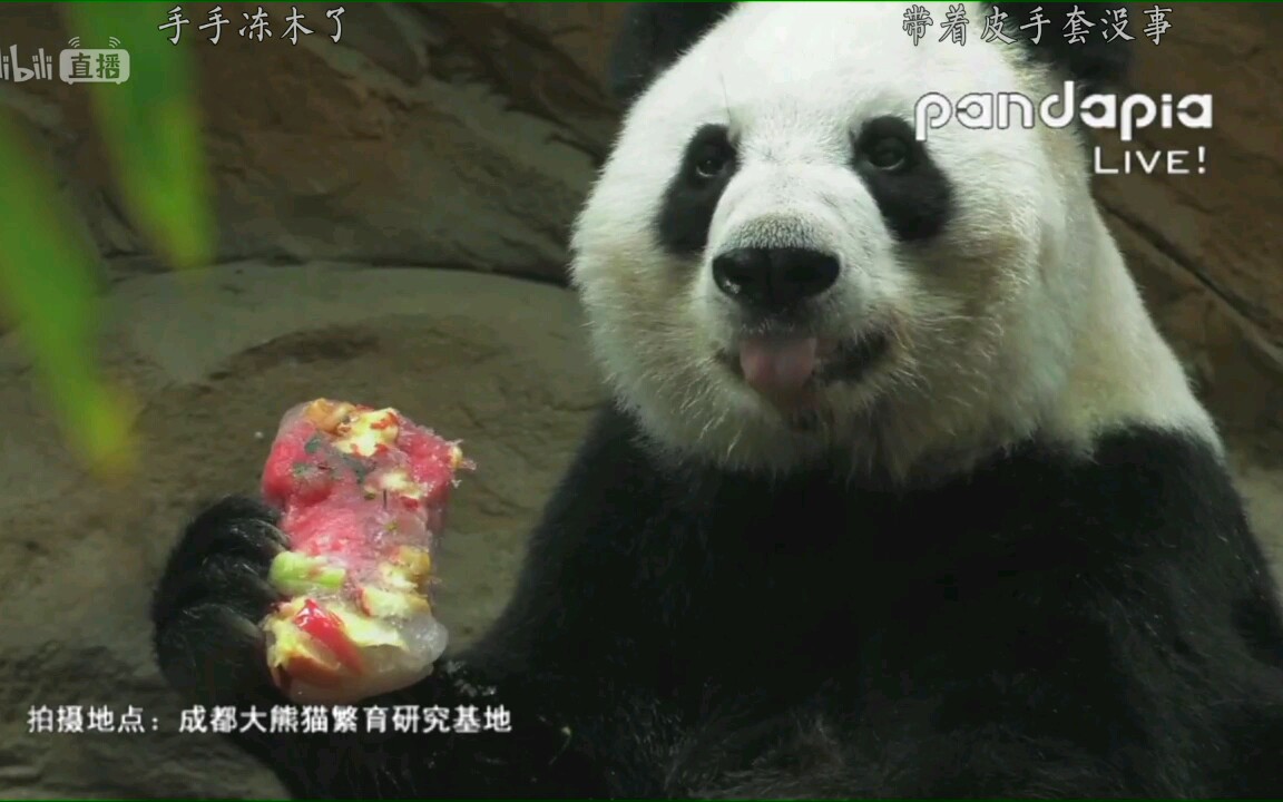 英雄母亲大熊猫娅娅180824娅娅生日冰蛋糕pandapia录屏成都动物园