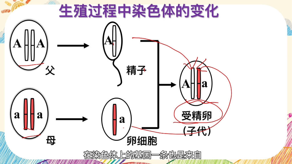 [图]画重点‖基因在亲子代间的传递重难点三：生殖过程中染色体的变化原来是这样的，现在知道为什么你不像爸爸就像妈妈了吗？ #初中生物 #染色体 #生殖过程