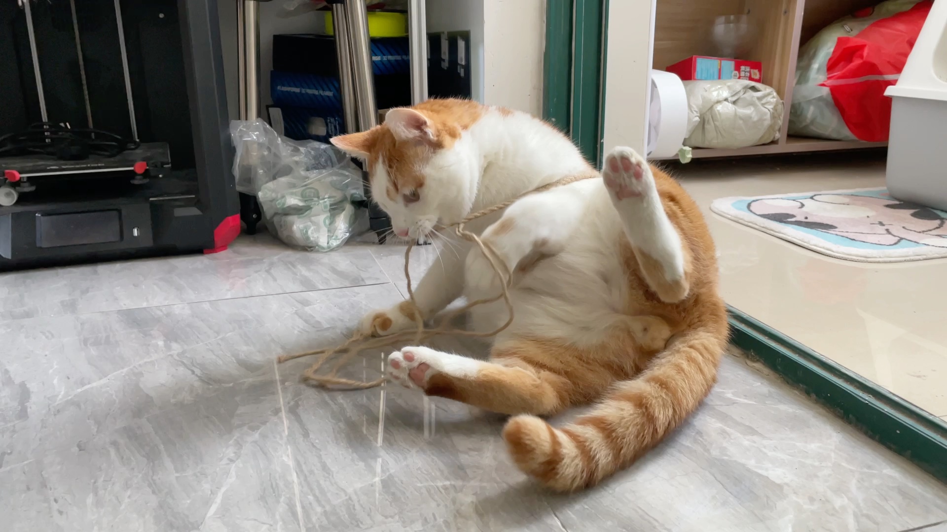 【猫猫玩耍】今天是左右开弓的快乐桑师傅!_哔哩哔哩_bilibili