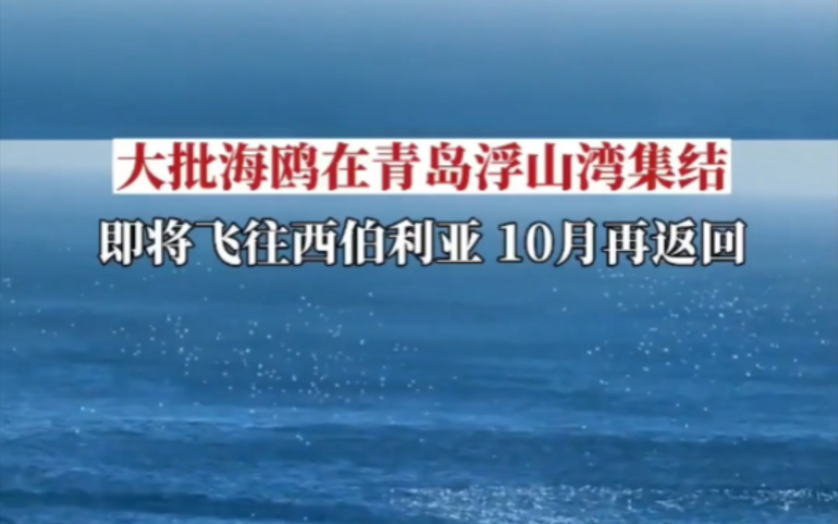 3月12日,山东青岛,大批海鸥在浮山湾附近集结,即将飞回西伯利亚.它们每年10月末抵达青岛,来年三四月份陆续返回西伯利亚.哔哩哔哩bilibili