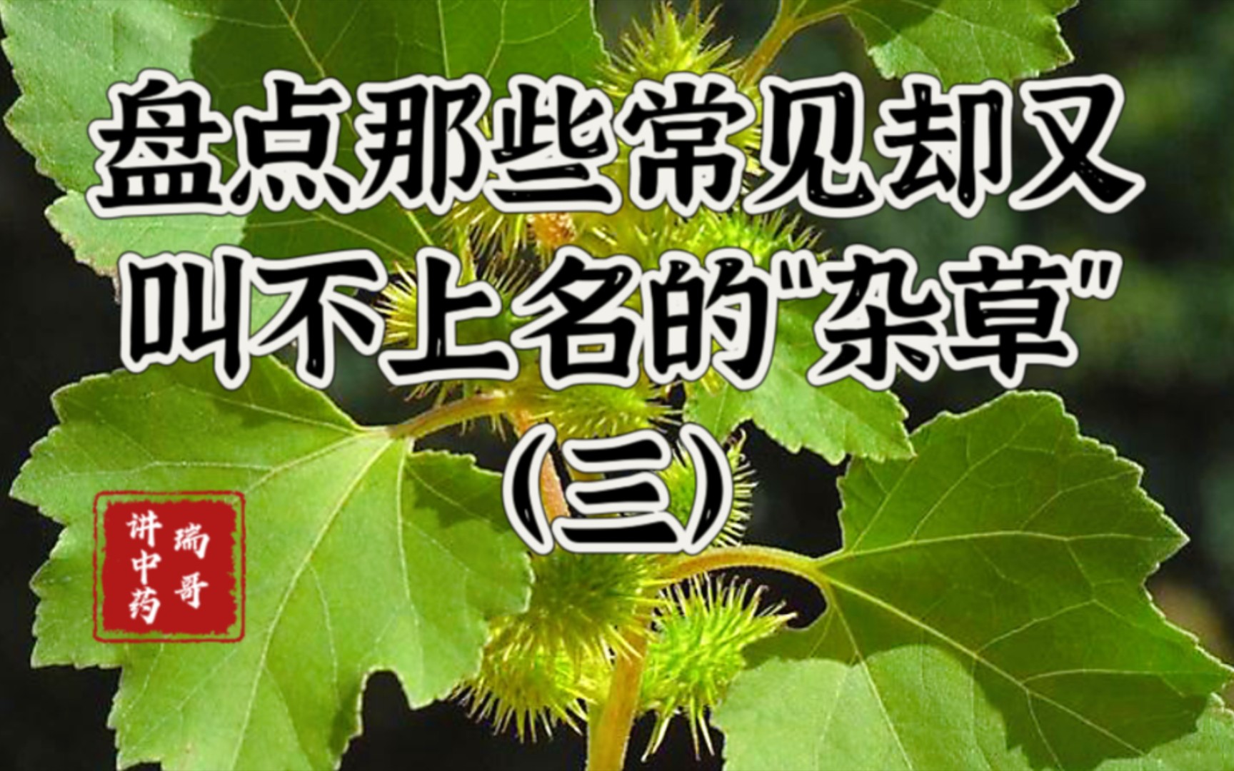 [图]这是什么草？第三类：阔叶类杂草，叶片宽阔，叶脉呈网纹状，茎为圆柱形或方形，根为直根系，有主根。