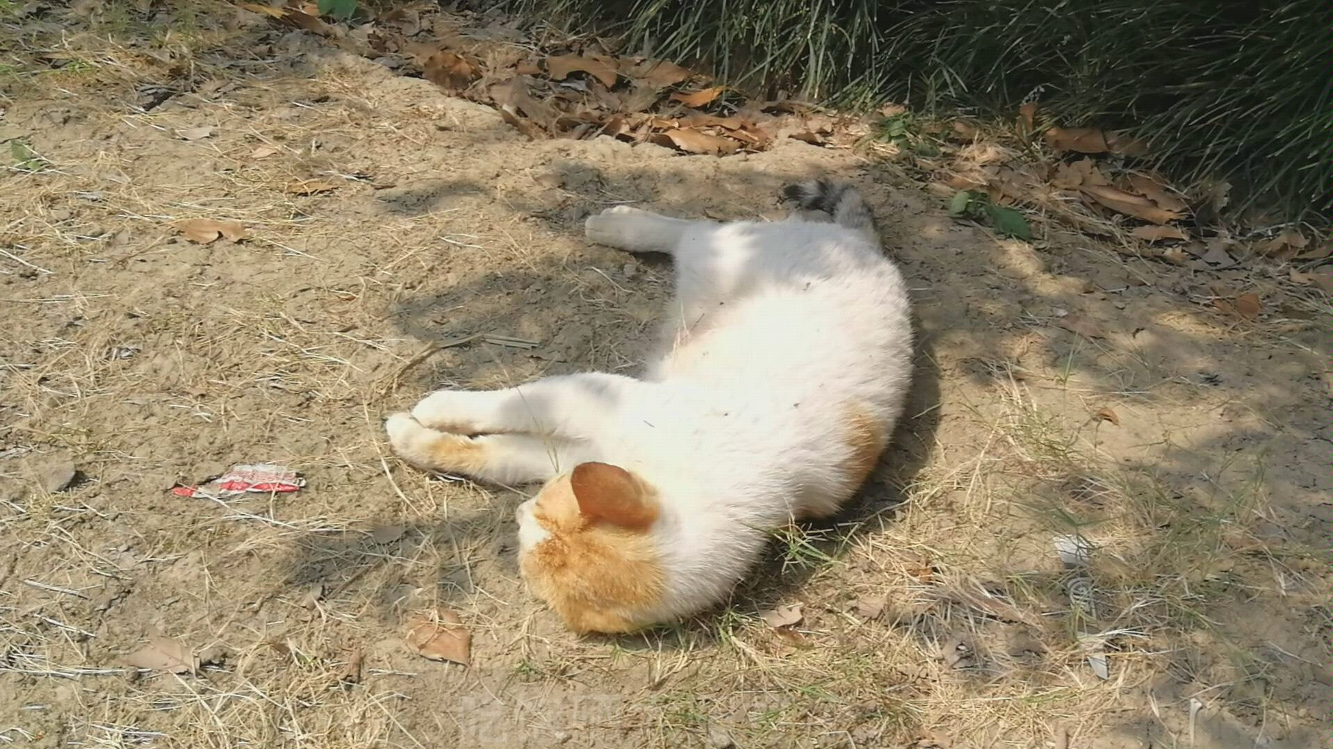 猫咪吃饱后开心的晒太阳打滚儿