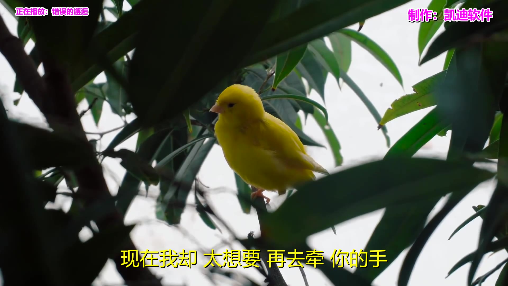 《错误的邂逅》欣赏,mp4转amv软件哔哩哔哩bilibili