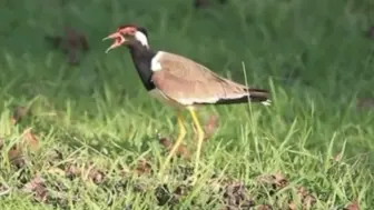 Télécharger la video: 肉垂麦鸡 Vanellus indicus （yt@Thailand Adventures