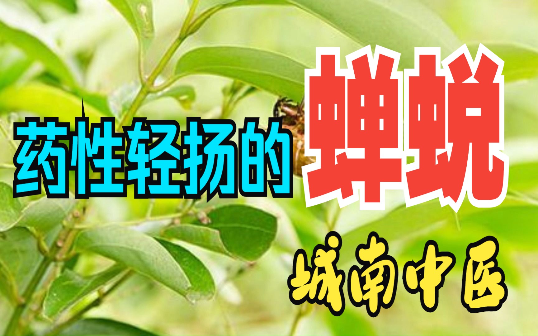 [图]药性轻扬的蝉蜕——《中医中药精讲》，量轻了不管用。