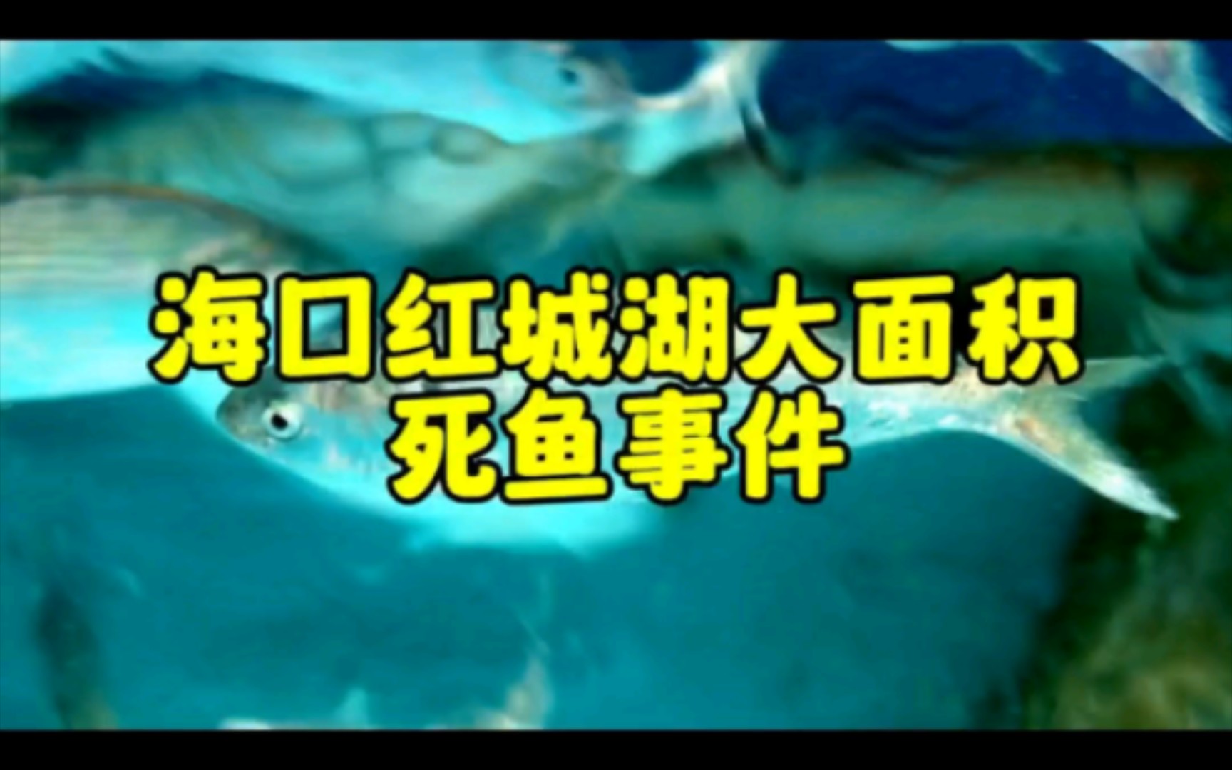 【环海拾错】海口红城湖大面积死鱼事件分析