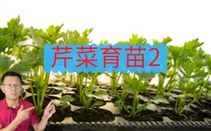 Download Video: 芹菜育苗8天就出苗了，看看我是怎么做的，出苗2-3天是什么样_