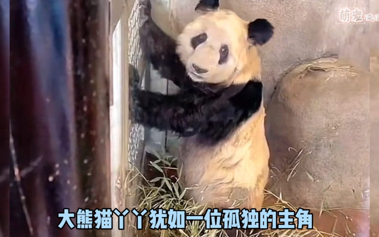 丫丫苦等20年,在她绝望的时候终于等来了奶爸,丫丫