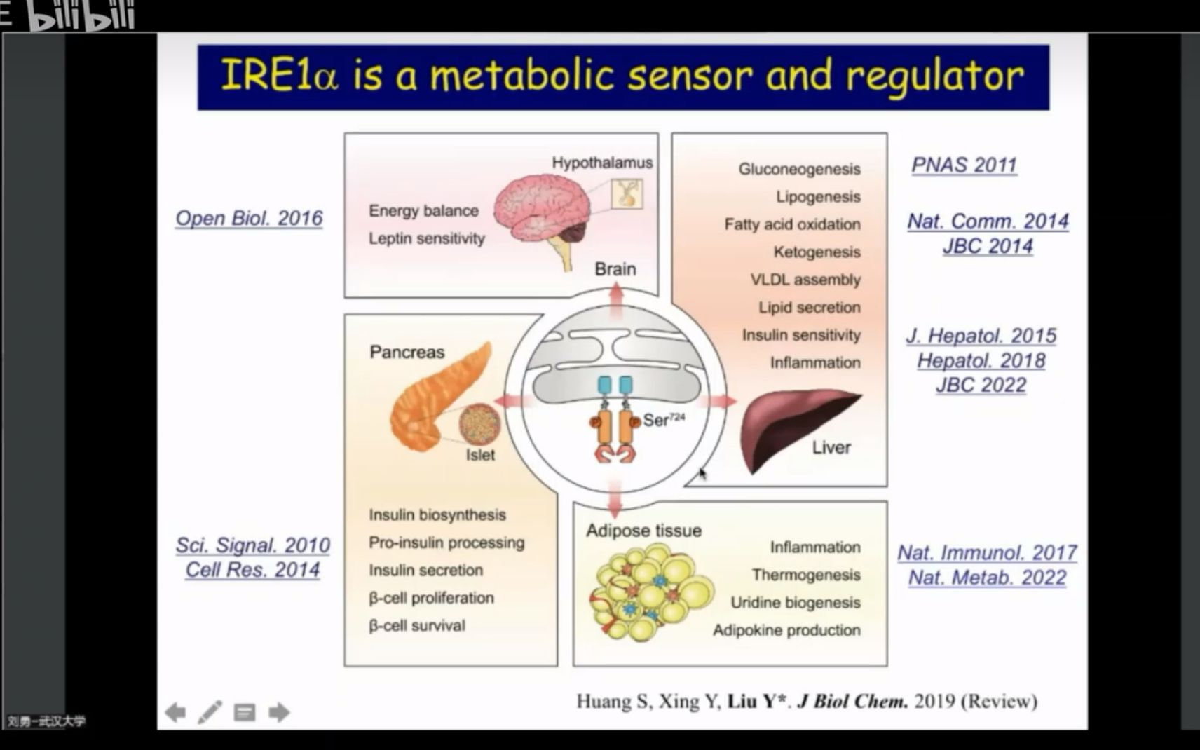 20221130刘勇The metabolic roles of the ER stress sensor IRE1쬥…륱ŠLipidALL脂代谢会议哔哩哔哩bilibili