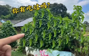 Video herunterladen: 大娘种的越南“刀豆”，以为在江西种不活，没想到奇迹发生了