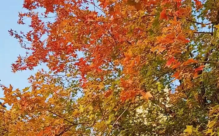 [图]《庄子·知北游》中讲：“人生天地之间，若白驹过隙，忽然而已。”