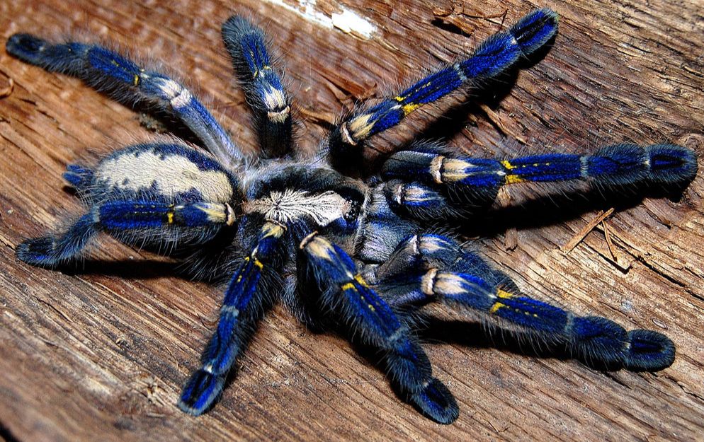 西子三种不同属系的捕鸟蛛开箱