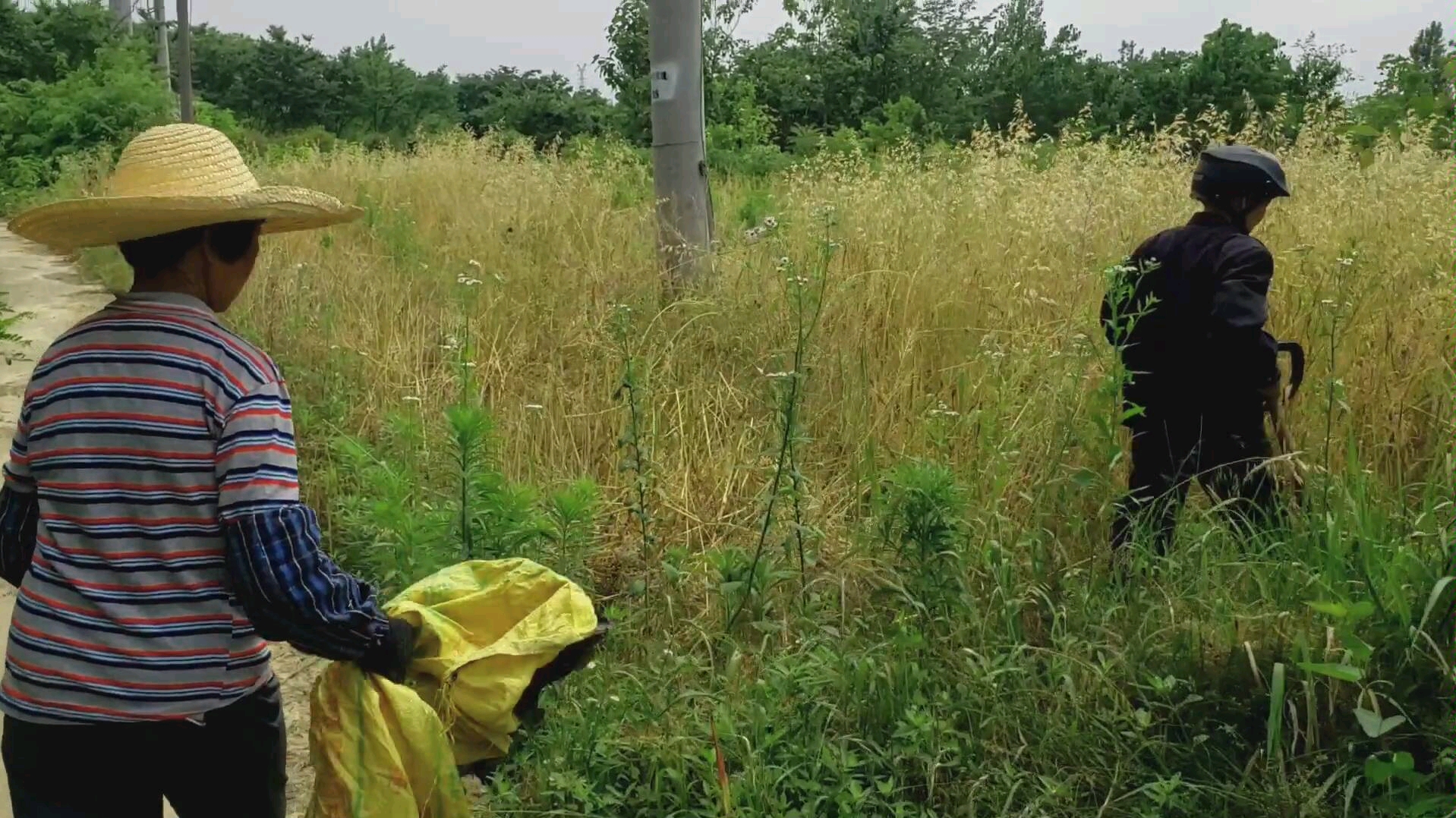 四季金银花树怎么种植的