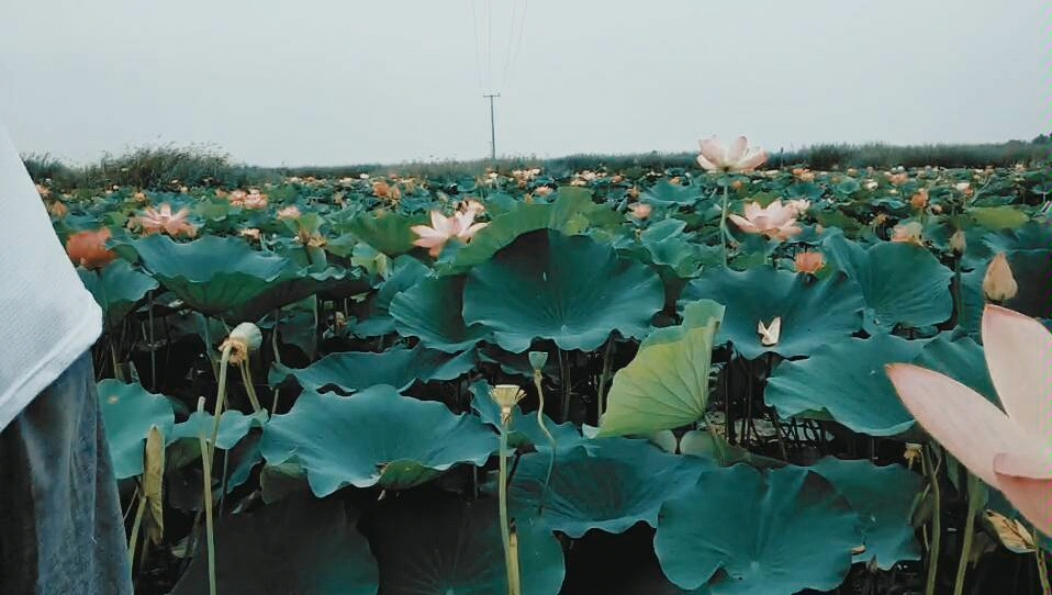 [图]白洋淀的荷花淀