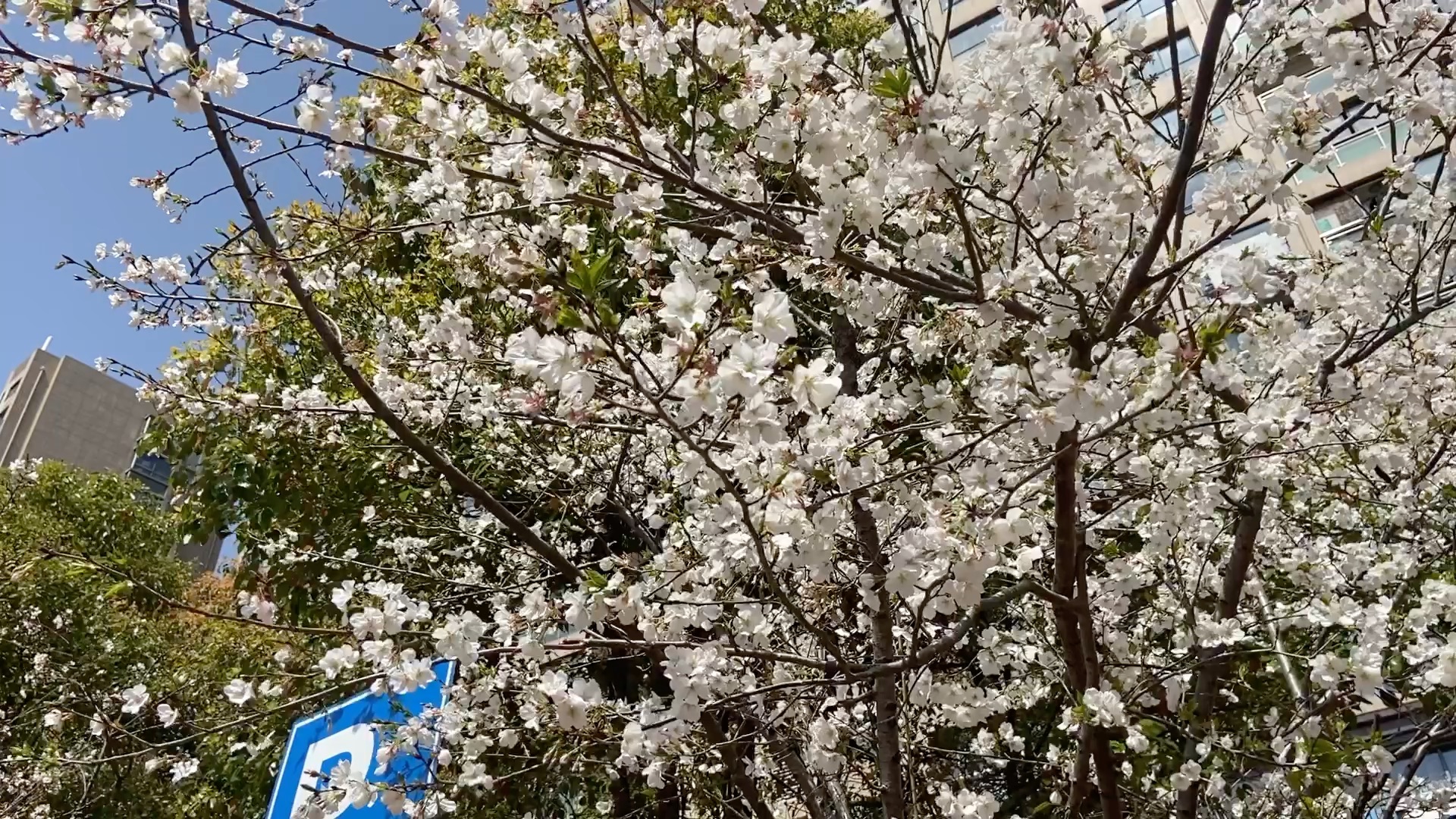 [图]是樱花的季节啊