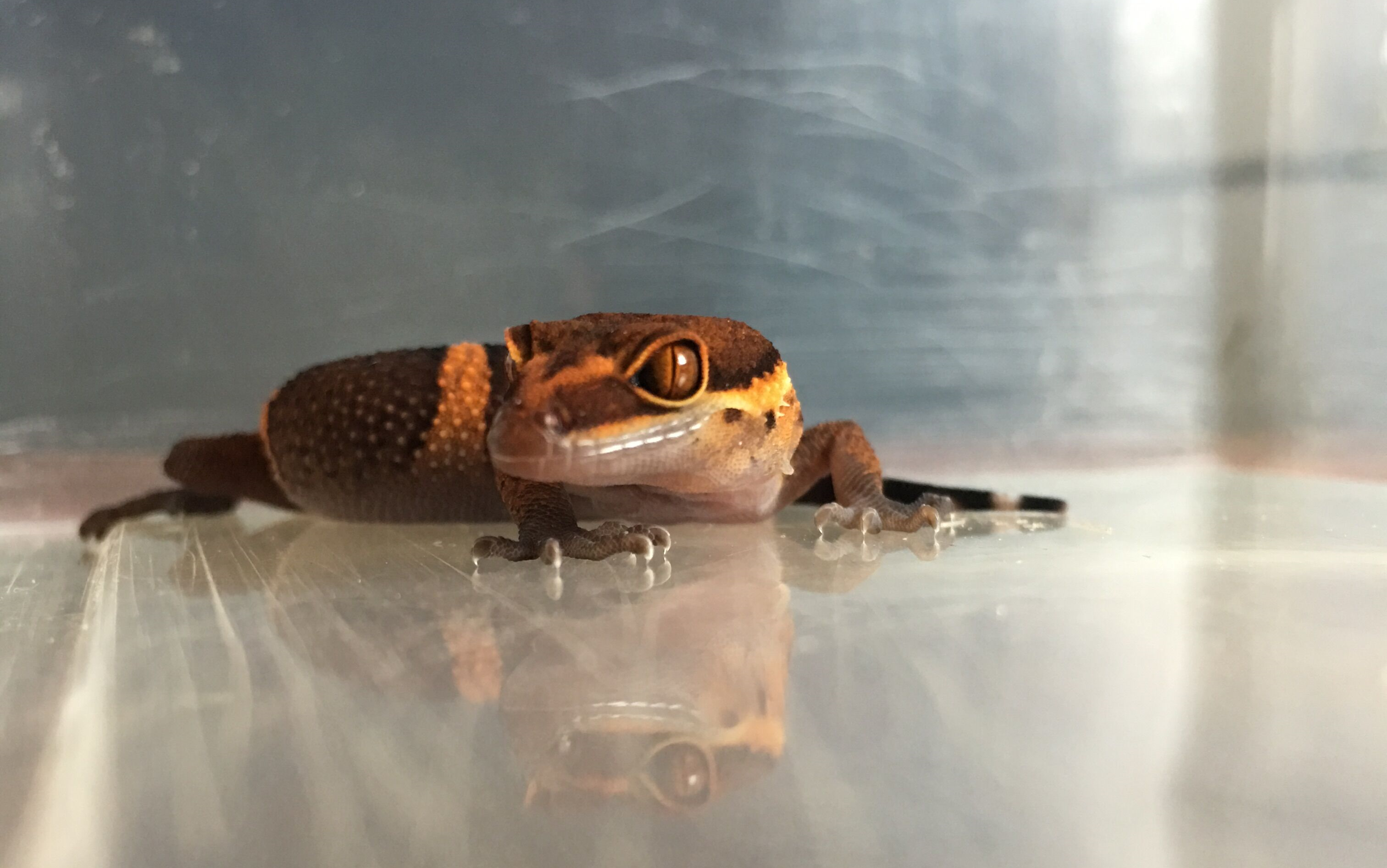 【sliver爬宠第三十八期】霸王岭守宫开箱