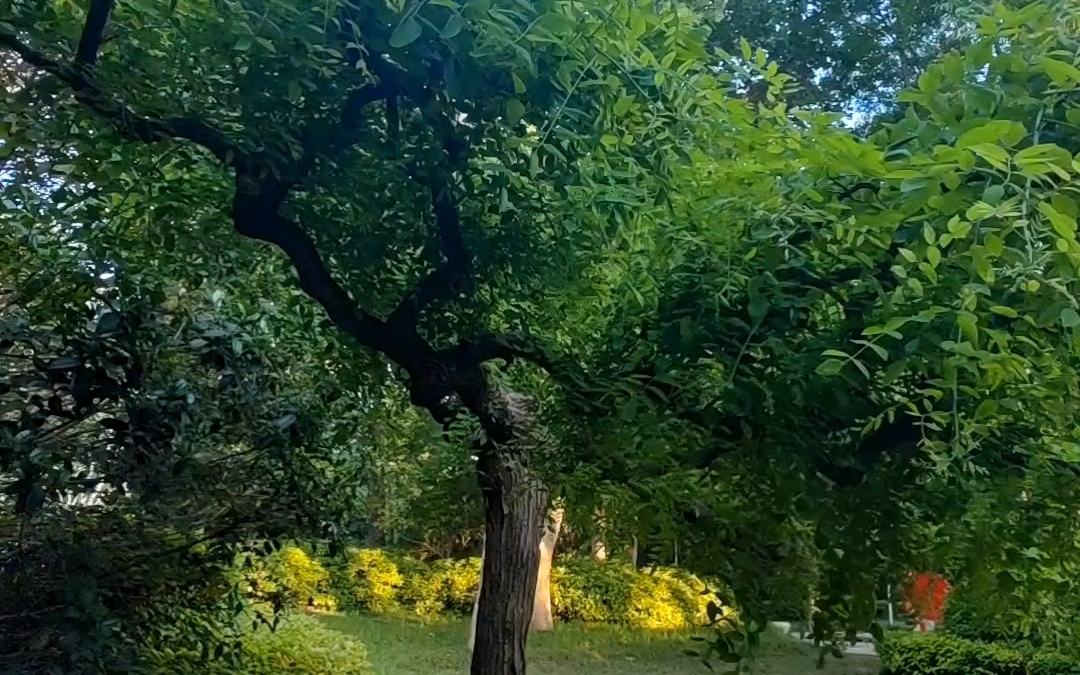 公园里的小槐树