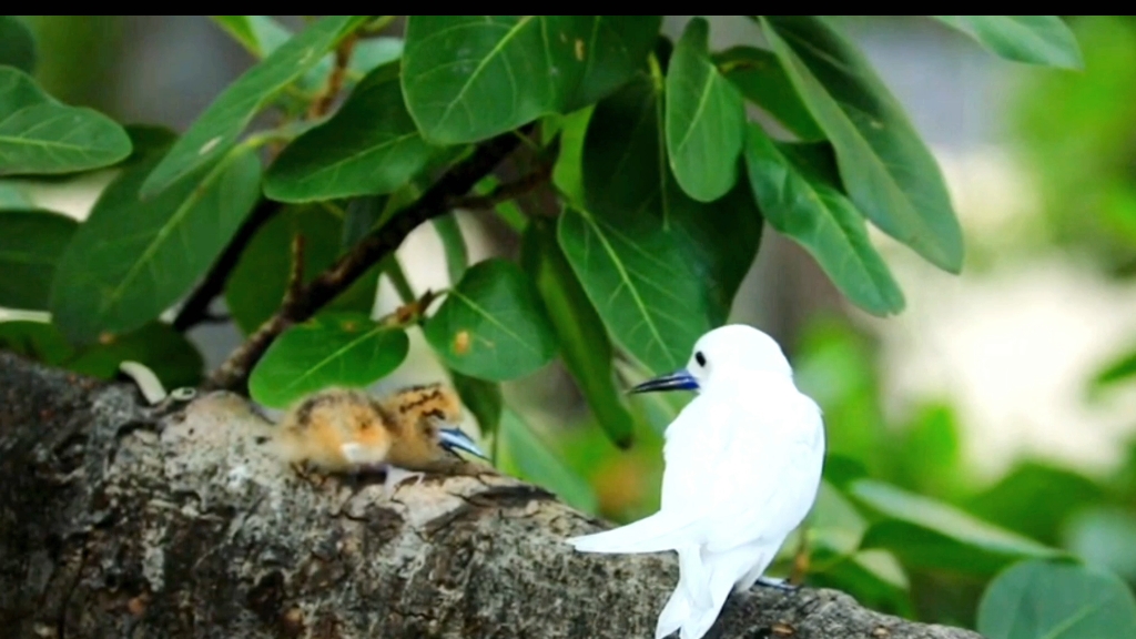 小白鸟没有巢穴,孩子出生在树上,喂食也在树上