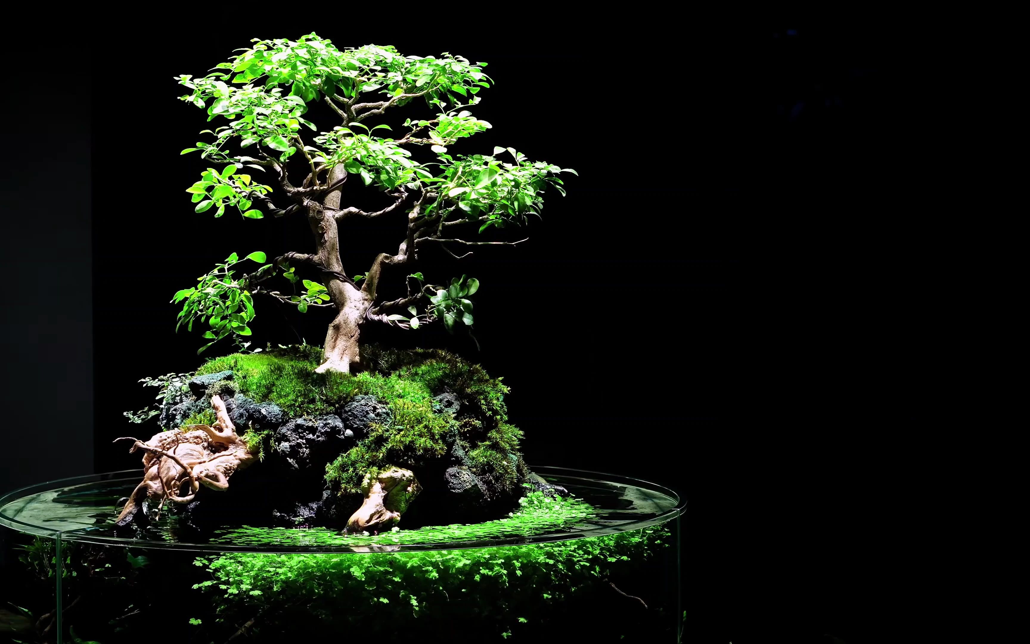 盆景与水草缸的完美结合