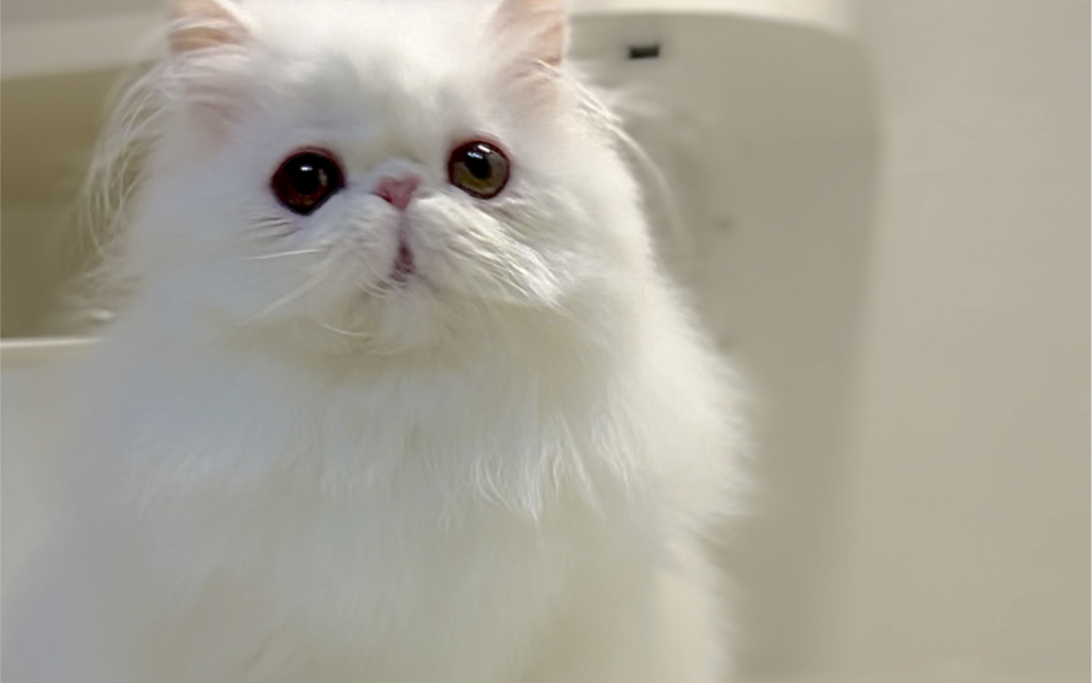 纯白云朵一样的波斯猫
