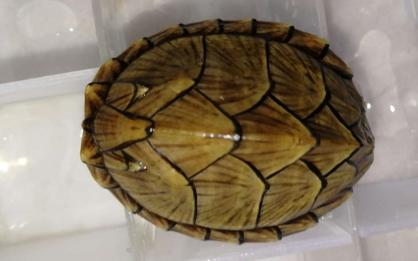 对称错甲的剃刀,最后一只龟了最近死伤惨重,伤不起了