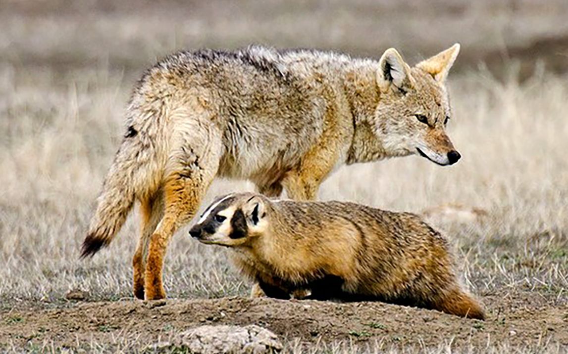 【美洲獾和郊狼】"不同寻常的动物搭档"