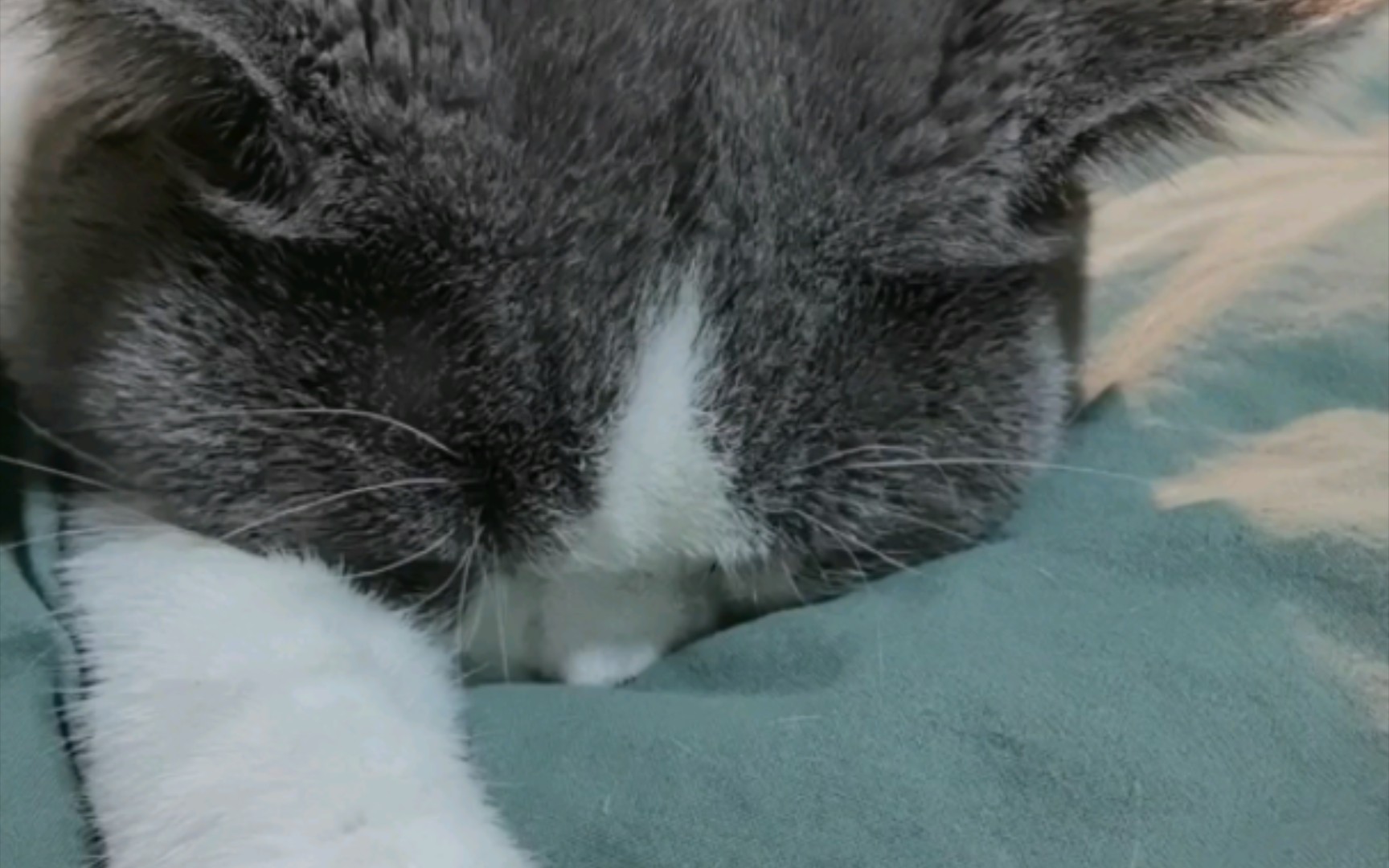 埋头苦睡的一根猫条,也不怕憋的慌