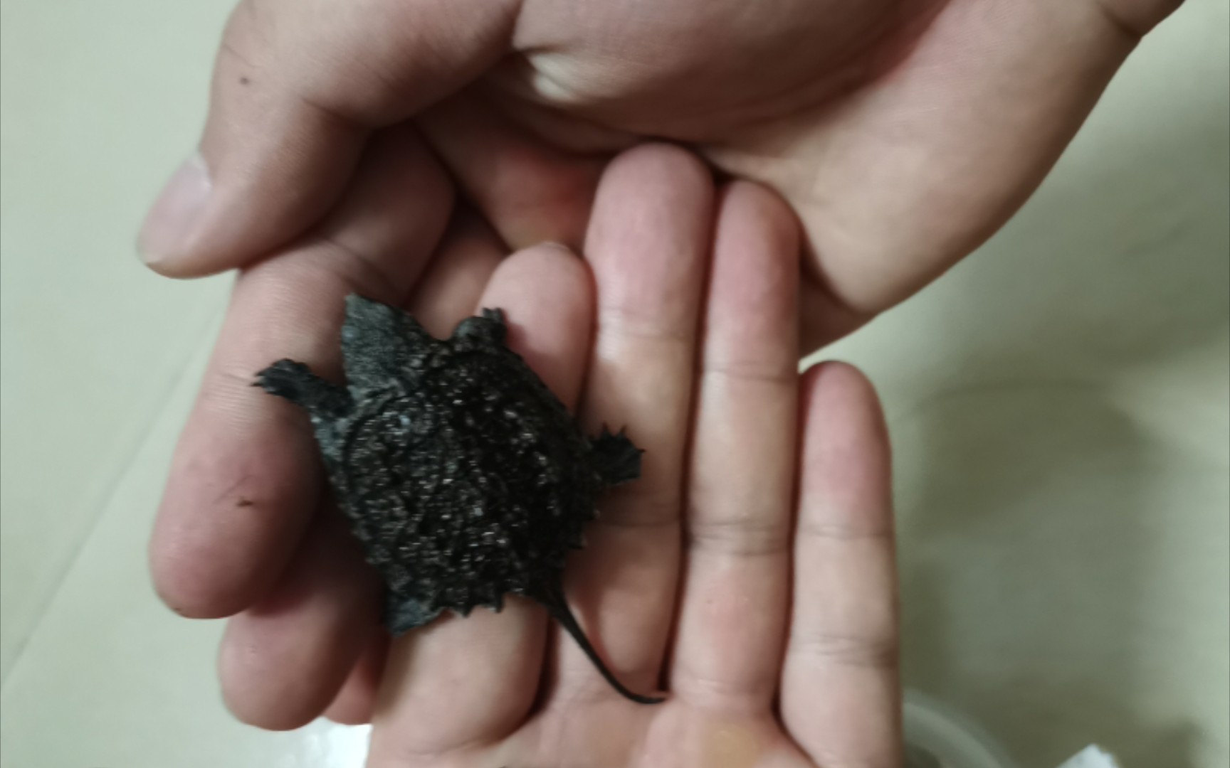 开箱某宝17元买的小杂佛苗