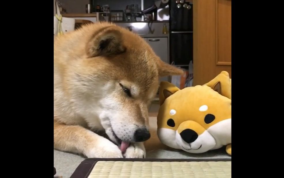 [柴犬maru的日常]睡眠模式准备中.柴田君,你洗脸了吗?