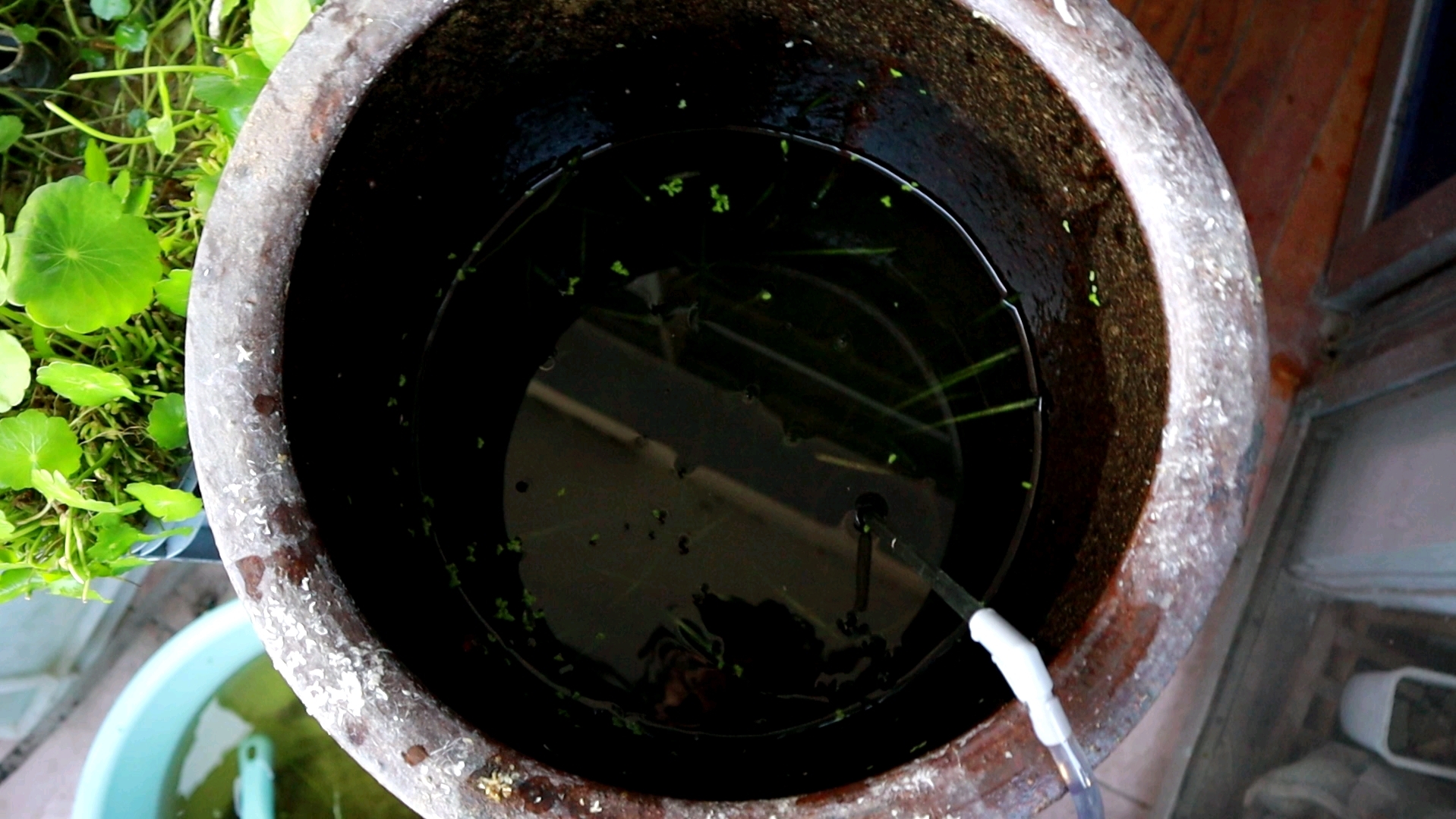 快三年没洗过的青鱂缸有多脏