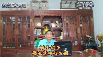 孵小鸽子要注意什么