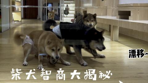 柴犬聪明吗 柴犬智商大挑战 Vlog 柴犬 哔哩哔哩
